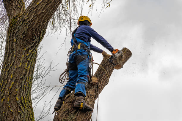 The Steps Involved in Our Tree Care Process in Bethel Park, PA